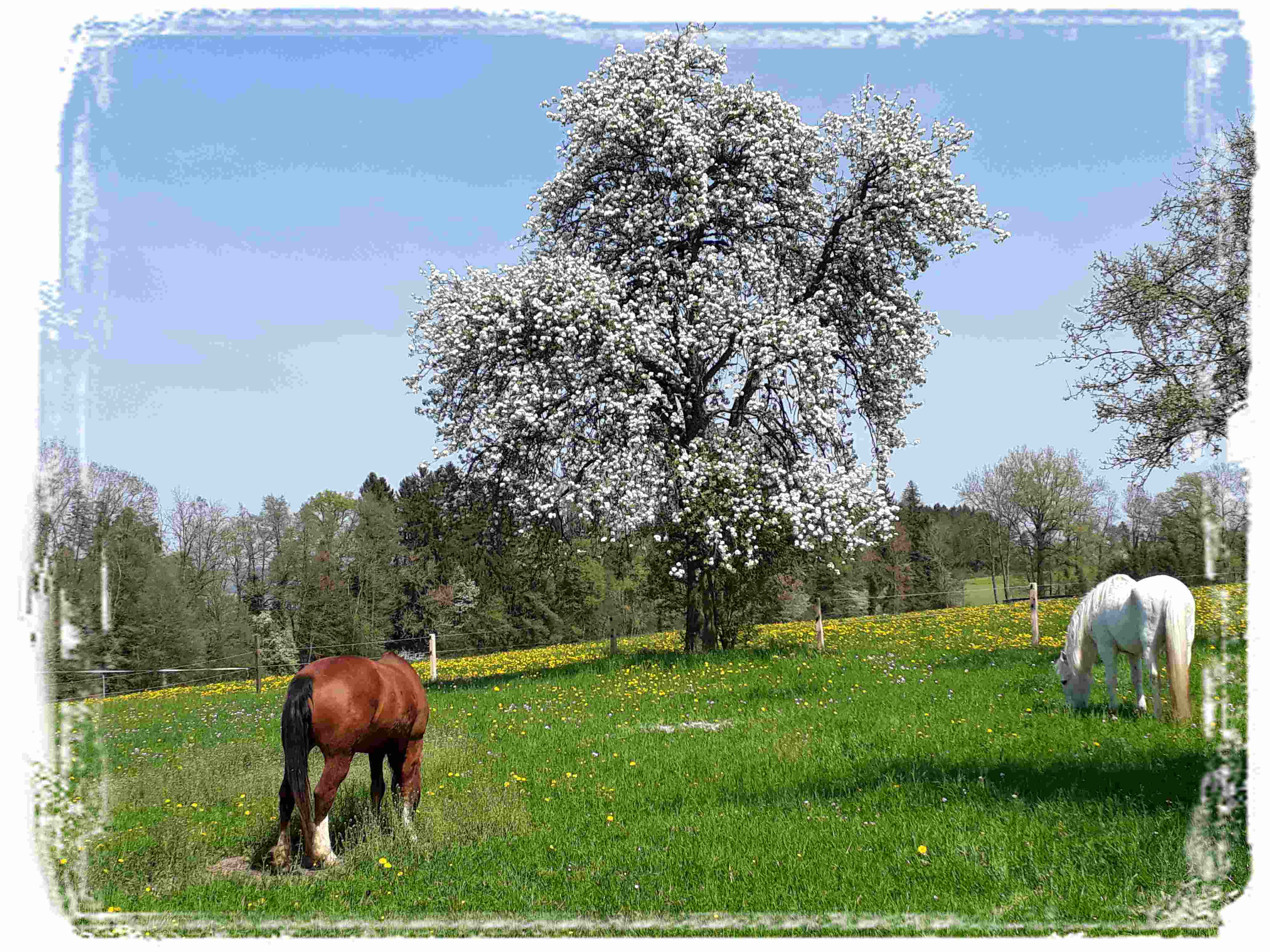 Niagara und Marisquero auf der Weide